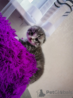 Additional photos: Scottish fold kittens