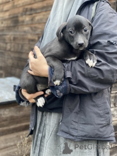 Photo №2 to announcement № 159074 for the sale of  - buy in Russian Federation private announcement