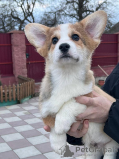 Photo №3. pembroke welsh corgi puppy. Germany