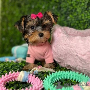 Photo №3. Adorable Puppies for Sale. United States