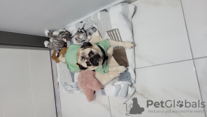 Photo №3. 10 month-old purebred pug. Turkey
