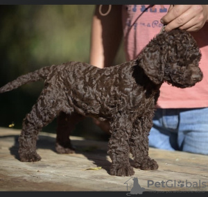 Additional photos: Lagotto Romagnolo puppies