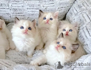 Photo №1. ragdoll - for sale in the city of Vise | Is free | Announcement № 127868