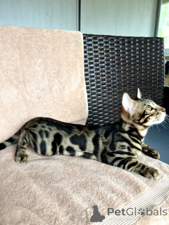 Photo №2 to announcement № 168529 for the sale of bengal cat - buy in Belarus from nursery, breeder
