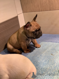 Photo №2 to announcement № 163006 for the sale of french bulldog - buy in Serbia breeder