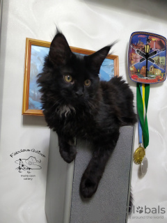 Photo №2 to announcement № 10872 for the sale of maine coon - buy in Ukraine from nursery, breeder