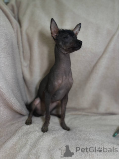Photo №2 to announcement № 169128 for the sale of mexican hairless dog - buy in Belarus breeder