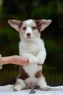 Additional photos: Welsh Corgi Cardigan