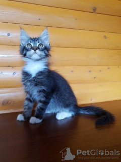 Additional photos: Selling a Maine Coon kitten black tiger with white