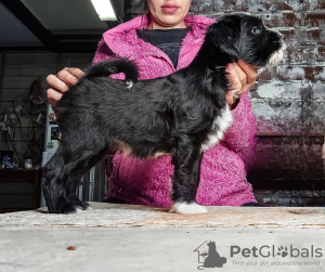 Photo №2 to announcement № 92837 for the sale of tibetan terrier - buy in Belarus from nursery
