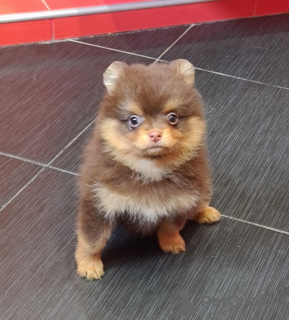 Photo №1. pomeranian - for sale in the city of Doha | negotiated | Announcement № 38561
