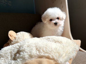 Photo №1. bichon frise - for sale in the city of Minsk | negotiated | Announcement № 2443