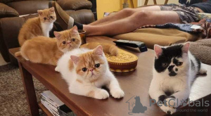 Photo №1. exotic shorthair - for sale in the city of Warsaw | 264$ | Announcement № 120207