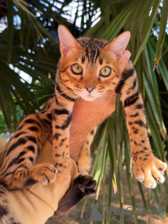 Photo №2 to announcement № 155509 for the sale of bengal cat - buy in Luxembourg private announcement