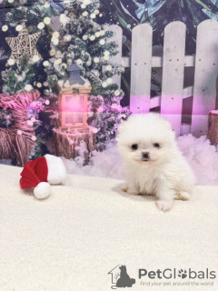 Additional photos: Super tiny snowballs Pomeranians