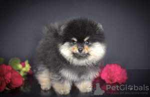 Photo №4. I will sell pomeranian in the city of Chaikovsky. from nursery - price - 1918$