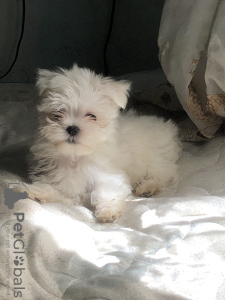 Photo №4. I will sell maltese dog in the city of Odessa. private announcement - price - 700$