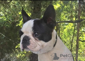 Photo №4. I will sell boston terrier in the city of Belgrade. breeder - price - negotiated