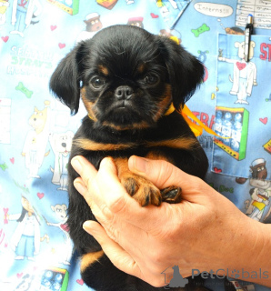 Photo №1. brussels griffon - for sale in the city of Belgrade | negotiated | Announcement № 176498