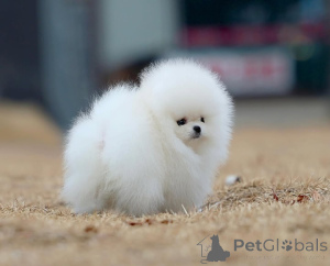 Photo №3. МИНИ щенки померанского шпица с документами. Germany