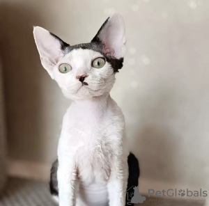 Photo №2 to announcement № 55583 for the sale of devon rex - buy in United States 