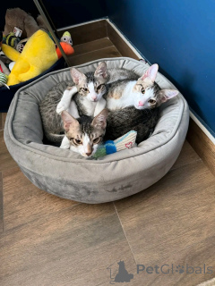 Photo №1. persian cat - for sale in the city of Helsinki | 568$ | Announcement № 163744