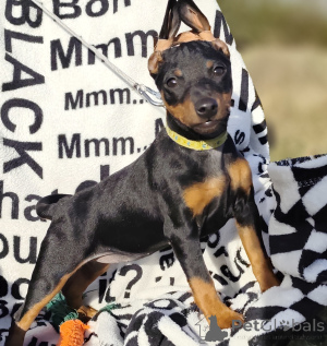 Photo №4. I will sell miniature pinscher in the city of Bobruisk. from nursery - price - negotiated
