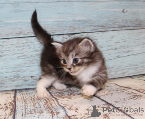 Photo №1. siberian cat - for sale in the city of Yekaterinburg | negotiated | Announcement № 7246
