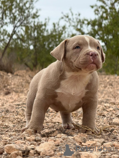 Photo №2 to announcement № 151786 for the sale of american bully - buy in Spain private announcement, from nursery