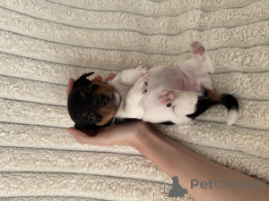 Photo №3. Sale of puppies jack-rassel terrier. Georgia