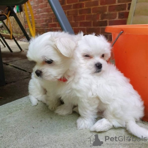 Photo №2 to announcement № 44017 for the sale of maltese dog - buy in Germany private announcement