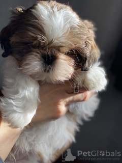 Photo №2 to announcement № 9901 for the sale of shih tzu - buy in Ukraine private announcement