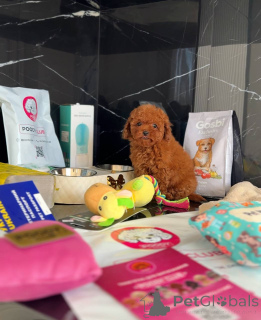 Photo №2 to announcement № 158581 for the sale of poodle (toy) - buy in United Kingdom private announcement
