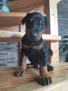Photo №1. dobermann - for sale in the city of Anapa | 470$ | Announcement № 5324