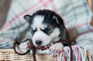 Photo №2 to announcement № 6687 for the sale of siberian husky - buy in Russian Federation from nursery