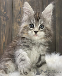 Photo №2 to announcement № 163456 for the sale of maine coon - buy in Germany breeder