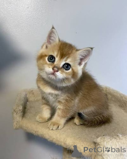 Photo №1. british shorthair - for sale in the city of Aberdeen | negotiated | Announcement № 173768