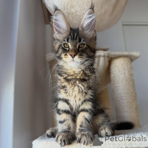 Photo №1. maine coon - for sale in the city of Stockholm | negotiated | Announcement № 171097