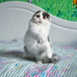 Photo №2 to announcement № 2391 for the sale of scottish fold - buy in Ukraine from nursery