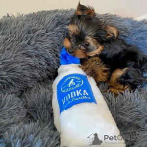 Photo №3. Buy your lovely Vaccinated Yorkshire Terrier puppies available now for loving. United States