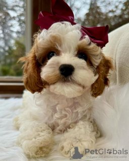 Photo №1. cavalier king charles spaniel, poodle (toy) - for sale in the city of Paris | negotiated | Announcement № 84900
