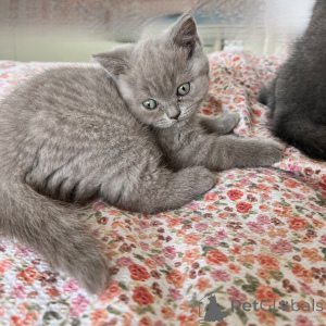 Photo №2 to announcement № 169921 for the sale of british shorthair - buy in Germany breeder