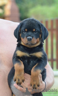 Additional photos: rottweiler