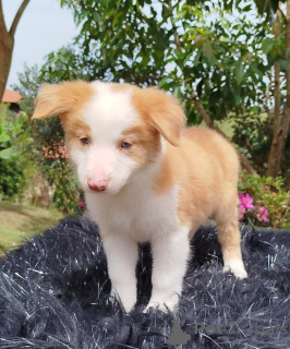 Photo №3. gift adorable Border Collie Puppies. Czech Republic