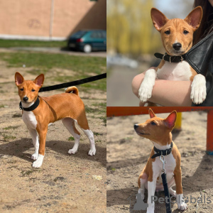 Photo №2 to announcement № 99108 for the sale of basenji - buy in Lithuania breeder