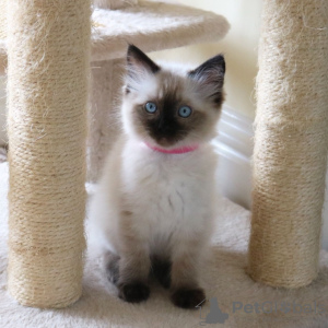 Photo №1. ragdoll - for sale in the city of Berlin | 423$ | Announcement № 96924