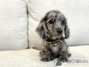 Photo №2 to announcement № 159568 for the sale of dachshund - buy in Germany private announcement