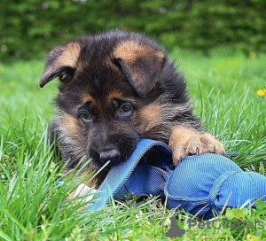 Photo №2 to announcement № 122128 for the sale of german shepherd - buy in United Kingdom 