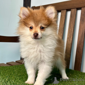 Photo №2 to announcement № 135999 for the sale of pomeranian - buy in Germany 
