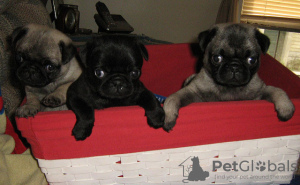 Photo №1. puggle - for sale in the city of Berlin | Is free | Announcement № 126257